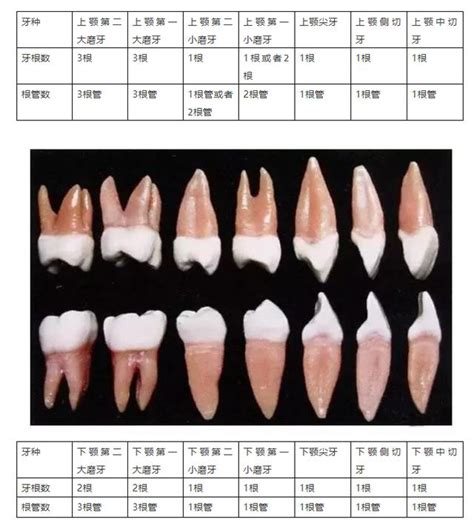 牙齒的功能|牙齒解剖